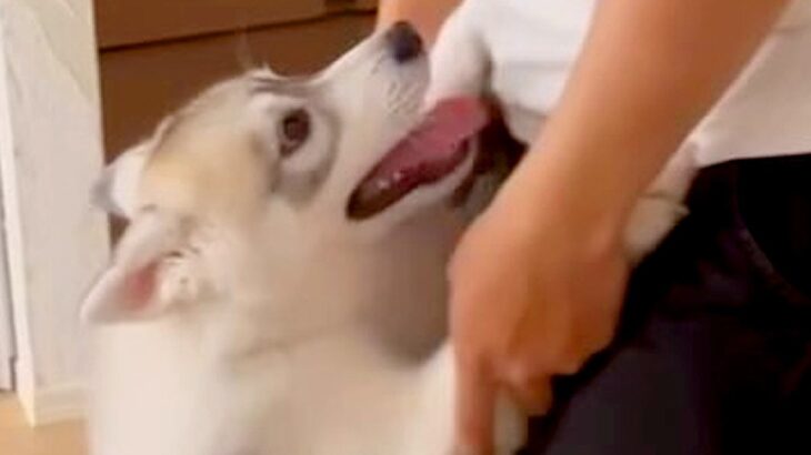 お兄ちゃんのことが大好きなハスキーの子犬→約1年後…微笑ましすぎる『大きな赤ちゃんのような光景』が2万再生「愛は変わらない」と絶賛(ブログ)