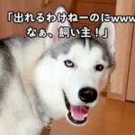 『出れるわけないよな！』必死にドアを開ける犬を見ていたハスキー→次の瞬間…コントのような展開が17万再生「静かになるの草」「おもしろｗ」(ブログ)