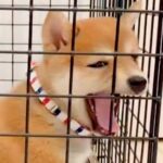 ケージから出してほしくて鳴いている赤ちゃん犬→ふいにあくびが出てしまい…胸キュン必至な『まさかの結末』が423万再生「いやかわいすぎ」(ブログ)