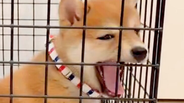 ケージから出してほしくて鳴いている赤ちゃん犬→ふいにあくびが出てしまい…胸キュン必至な『まさかの結末』が423万再生「いやかわいすぎ」(ブログ)