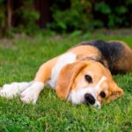 犬が『疲れている』ときにみせる4つのサイン　愛犬が疲労困憊になってしまう原因とは？(ブログ)
