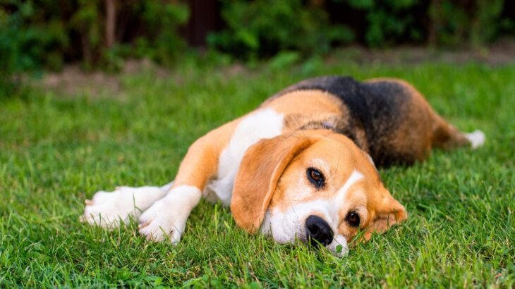 犬が『疲れている』ときにみせる4つのサイン　愛犬が疲労困憊になってしまう原因とは？(ブログ)