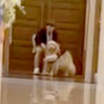 結婚式で大型犬が『リングドッグ』に挑戦→どうなるのか期待していたら…『まさかの結末』が8万再生「可愛すぎて」「最高ｗ」「素敵な思い出」(ブログ)