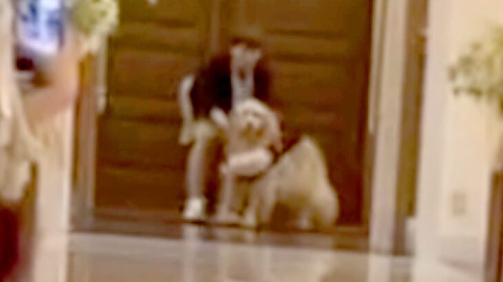 結婚式で大型犬が『リングドッグ』に挑戦→どうなるのか期待していたら…『まさかの結末』が8万再生「可愛すぎて」「最高ｗ」「素敵な思い出」(ブログ)
