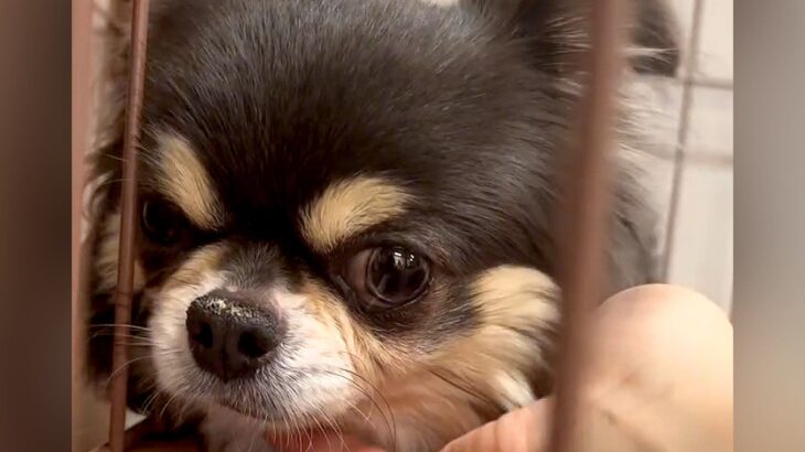 『私はどうしてここにいるの？』人を怖がる元繁殖犬…保護当時では考えられない『涙が出る光景』が18万再生の反響「幸せに」「おめでとう」の声(ブログ)