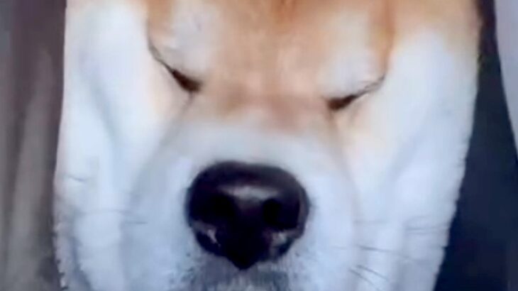 車の後部座席から顔を挟んできた犬→ガチ寝してしまった結果…「マイクラで草」「顔が四角いｗｗ」まさかの光景が可愛すぎると57万再生(ブログ)