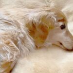 容態が急変し、医者に『今死んでもおかしくない』と言われた18歳の老犬…信じられない『まさかの展開』に涙「本当に良かった」と5万再生(ブログ)