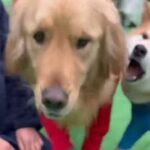 『ドッグランで出会った男の子』と犬が仲良くしていたら、大型犬が間に入ってきて…想定外の展開で『文句を言う光景』に「可愛い」「フゴッｗ」(ブログ)