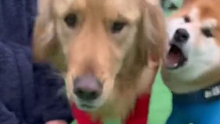 『ドッグランで出会った男の子』と犬が仲良くしていたら、大型犬が間に入ってきて…想定外の展開で『文句を言う光景』に「可愛い」「フゴッｗ」(ブログ)
