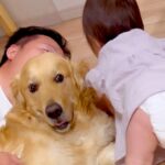 パパと大型犬が一緒に寝転がっていたら、赤ちゃんが羨ましがり…乱入して見せた『まさかの行動』に胸キュン「ヨシヨシ可愛すぎｗ」「癒された」(ブログ)