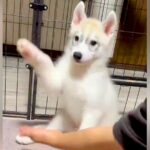 ハスキー子犬に『おて』をさせてみた結果→なぜか両手で…愛おしすぎる『まさかの結末』に3万いいね「可愛いから許すｗ」「ドヤ顔で最高」と絶賛(ブログ)