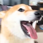 お父さんが2週間ぶりに『突然帰宅した』結果→2匹の犬が…反則的にカワイイ『熱烈歓迎する光景』が9万再生「喜びの舞激しいｗ」と大絶賛(ブログ)