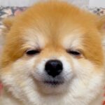 『見たことないｗｗ』犬に”お散歩行く？”と聞いてみた結果…まるで人の子供のような『可愛すぎる反応』がたまらないと19万再生「脱力感がｗ」(ブログ)