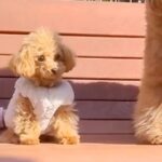 『本当に同じ犬種…？』900グラムの赤ちゃん犬と12キロの犬を比較→驚きが隠せない『まさかのサイズ差』に「びっくり」「どっちも可愛い」(ブログ)