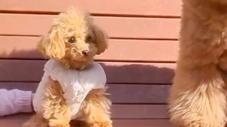 『本当に同じ犬種…？』900グラムの赤ちゃん犬と12キロの犬を比較→驚きが隠せない『まさかのサイズ差』に「びっくり」「どっちも可愛い」(ブログ)