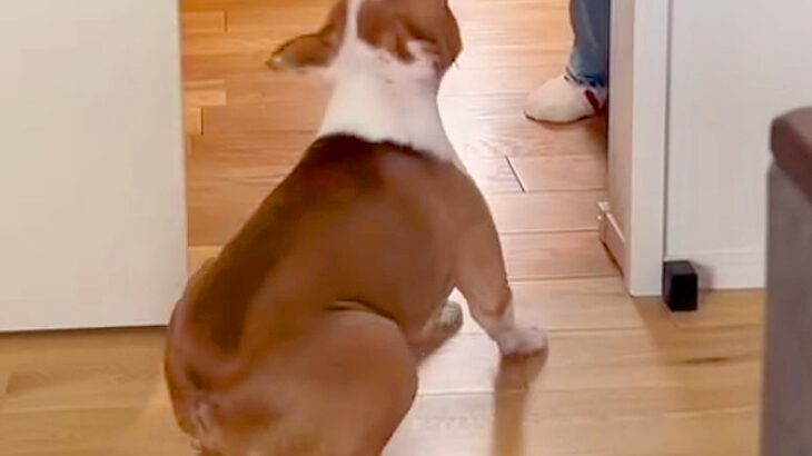 『お母さんの外出を犬が寂しがっている』と思いきや…出ていった瞬間→ちょっぴり切ない『想定外の様子』が41万再生「役者すぎる」「笑ったｗ」(ブログ)