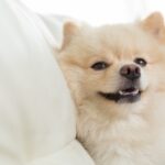 犬が無理に笑う『ストレススマイル』とは　ネガティブな理由が隠されているかも？見分ける方法まで(ブログ)
