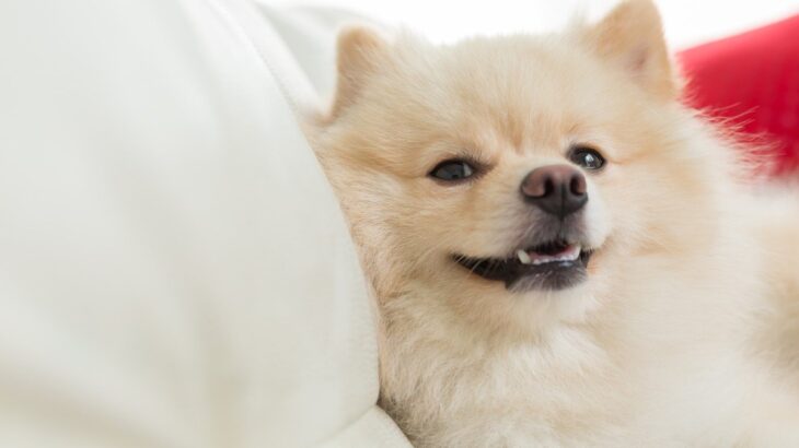 犬が無理に笑う『ストレススマイル』とは　ネガティブな理由が隠されているかも？見分ける方法まで(ブログ)