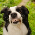 犬が人に『嫌なことをされた』ときにみせる行動5選　愛犬が拒否反応を示したら飼い主はどうすべき？(ブログ)