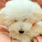 不安からいつも座って寝ていた『元繁殖犬』…1年後→『同じ犬とは思えないビフォーアフター』に「安心できてる証拠」「100％心許してる」と感動(ブログ)