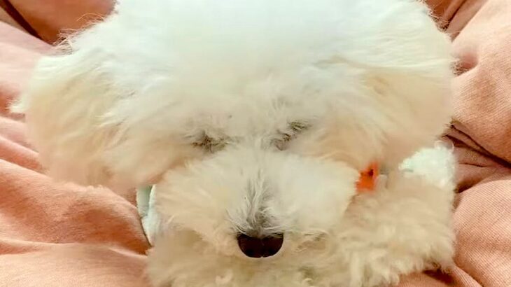 不安からいつも座って寝ていた『元繁殖犬』…1年後→『同じ犬とは思えないビフォーアフター』に「安心できてる証拠」「100％心許してる」と感動(ブログ)