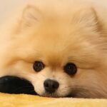 『オナラしました？』犬がおもちゃで遊んでいる最中、『プッ』と音がしたら…まさかの態度に「完全に疑ってて草」「パパさん不憫ｗｗ」と爆笑の声(ブログ)