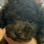 『こげ茶色の赤ちゃん犬を飼った』と思っていたら…1年後→想像を遥かに超える『別犬になる光景』が18万再生「こんな変わる？」「可愛いｗ」(ブログ)