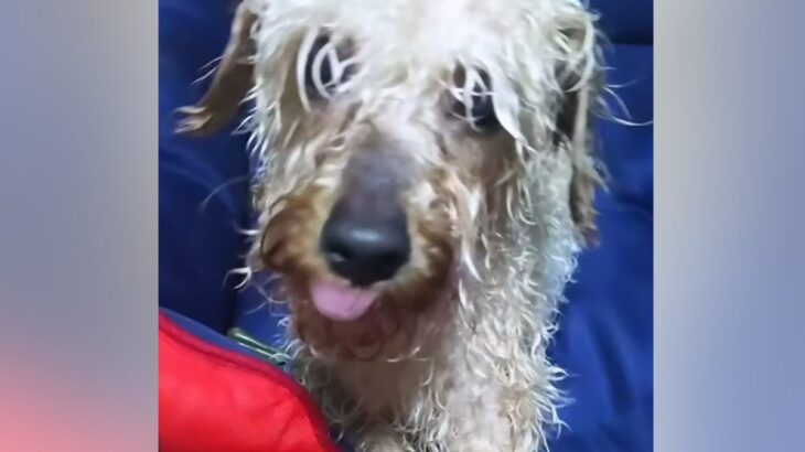『明日、引き取れる人いませんか？』飼育放棄された”1.8キロのガリガリ犬”…信じられない物語と『飼い主の決意』に「涙出る」「幸せになって」(ブログ)