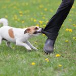 犬の『態度が悪い』ときの理由5つ　考えられる心理から適切な対処法までご紹介(ブログ)