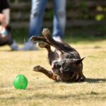 犬が突然『転ぶ』5つの原因　病気の可能性とは？異変を感じたらすぐに病院へ(ブログ)