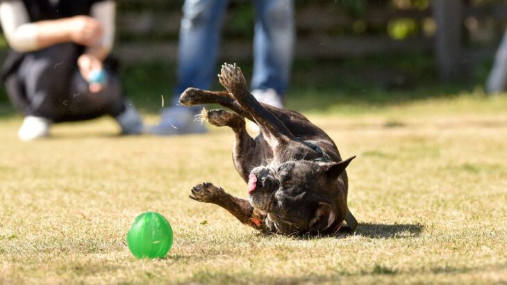 犬が突然『転ぶ』5つの原因　病気の可能性とは？異変を感じたらすぐに病院へ(ブログ)