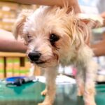 『70匹の多頭飼育崩壊』からボサボサの犬を保護→震えが止まらずに…表情が全く違う『現在の様子』に涙「感動した」「本当にありがとう」の声(ブログ)