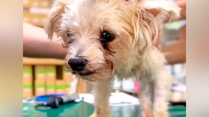 『70匹の多頭飼育崩壊』からボサボサの犬を保護→震えが止まらずに…表情が全く違う『現在の様子』に涙「感動した」「本当にありがとう」の声(ブログ)