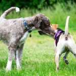 犬同士がする『愛情表現』の方法5つ　気になる相手にみせる仕草や距離を縮めるためのコツをご紹介(ブログ)