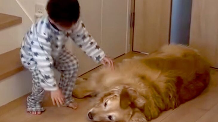 朝、起きてきた男の子→真っすぐ大型犬のもとに向かい…『最高すぎる二度寝ルーティン』が542万再生「反則級の可愛さ」「腕枕たまらん」と絶賛(ブログ)