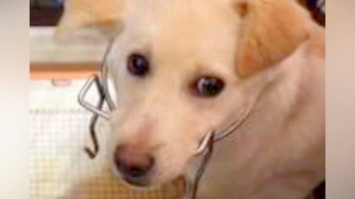 全く心を開いてくれなかった保護犬→何度も面会をした結果…想像以上に大変な記録と現在の光景が7万再生「泣いてしまった」「感謝」の声続々(ブログ)