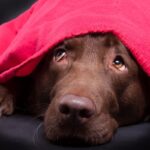 『不安を感じやすい犬』の特徴４つ　繊細な性格のワンコがみせるサインから落ち着かせる方法まで(ブログ)