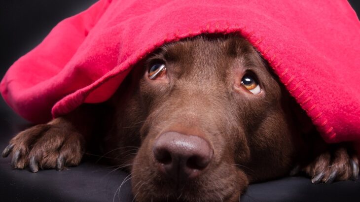 『不安を感じやすい犬』の特徴４つ　繊細な性格のワンコがみせるサインから落ち着かせる方法まで(ブログ)