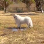 164頭の大型犬が集まる『デカわんこオフ会』に参加→愛犬が楽しんでくれると思ったら…予想外すぎる『まさかの行動』に「個性的で可愛い」の声(ブログ)