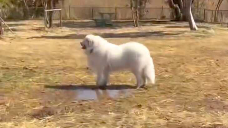 164頭の大型犬が集まる『デカわんこオフ会』に参加→愛犬が楽しんでくれると思ったら…予想外すぎる『まさかの行動』に「個性的で可愛い」の声(ブログ)