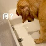 お風呂に入る大型犬→浴槽からナゾの音がして…爆笑必至な『コント並みのリアクション』が219万再生「声出して笑ったｗｗ」「可愛すぎる」(ブログ)