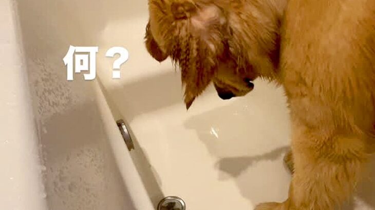 お風呂に入る大型犬→浴槽からナゾの音がして…爆笑必至な『コント並みのリアクション』が219万再生「声出して笑ったｗｗ」「可愛すぎる」(ブログ)