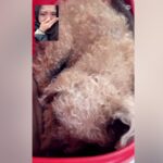 『最後になるかもしれないから…』遠くにいる娘が寝たきりの犬とビデオ通話をしたら…涙が止まらない光景と『まさかの展開』が100万再生(ブログ)