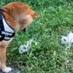 茂みに捨てられた2匹の子猫→散歩中の柴犬と出会い…涙が止まらない『家族になるまでの軌跡』が176万再生「仲良くなれそう」「本当よかった」(ブログ)