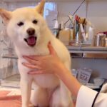 鍼治療を受ける犬→怖がっているのかと思いきや…『注文が多すぎる光景』に64万再生の反響「甘えん坊さんなの可愛い」「表情豊か」と絶賛の声(ブログ)