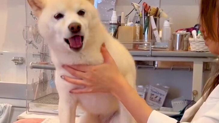 鍼治療を受ける犬→怖がっているのかと思いきや…『注文が多すぎる光景』に64万再生の反響「甘えん坊さんなの可愛い」「表情豊か」と絶賛の声(ブログ)