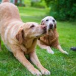 犬が『体をグーンと伸ばす』心理5選　ストレッチだけじゃない？意外な理由までご紹介(ブログ)