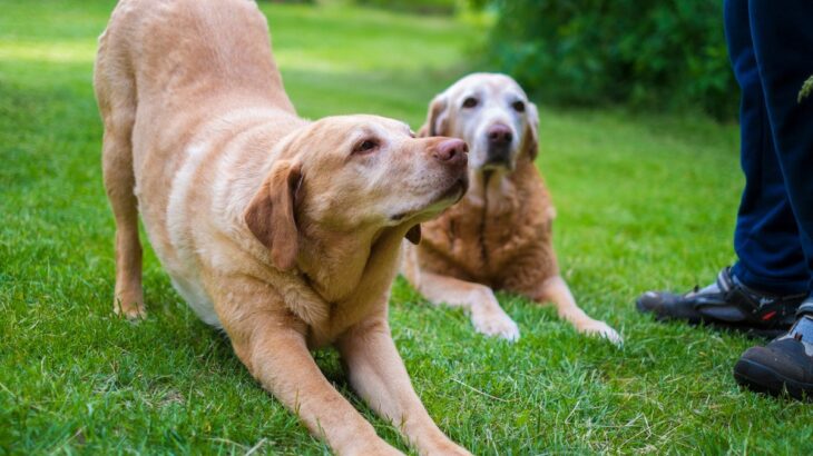 犬が『体をグーンと伸ばす』心理5選　ストレッチだけじゃない？意外な理由までご紹介(ブログ)