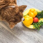 犬に絶対NGな『夏野菜』2選　中毒を引き起こす危険な食材とは？誤食させないための対策まで(ブログ)