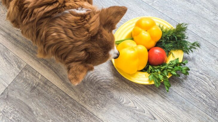 犬に絶対NGな『夏野菜』2選　中毒を引き起こす危険な食材とは？誤食させないための対策まで(ブログ)